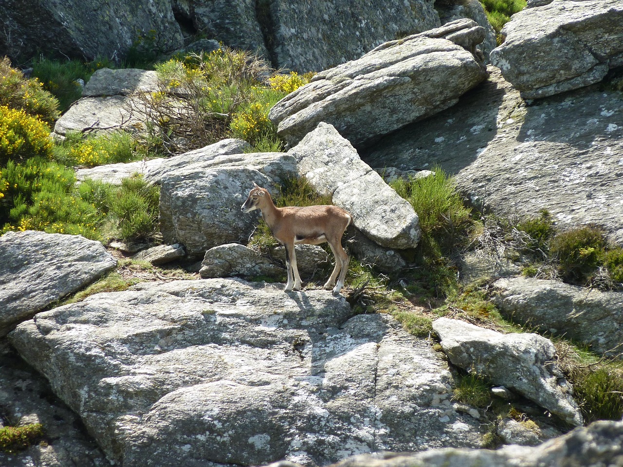 découvrez le massif du caroux, un joyau naturel de l’hérault idéal pour la randonnée, l’escalade et les activités de plein air dans un cadre sauvage et préservé.