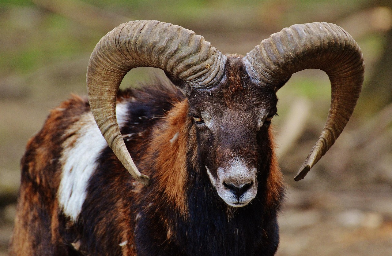 découvrez tout sur les mouflons : leur habitat, leur mode de vie, leurs caractéristiques physiques et leur présence en france et dans le monde. informations, photos et conseils pour mieux connaître cet étonnant animal sauvage.