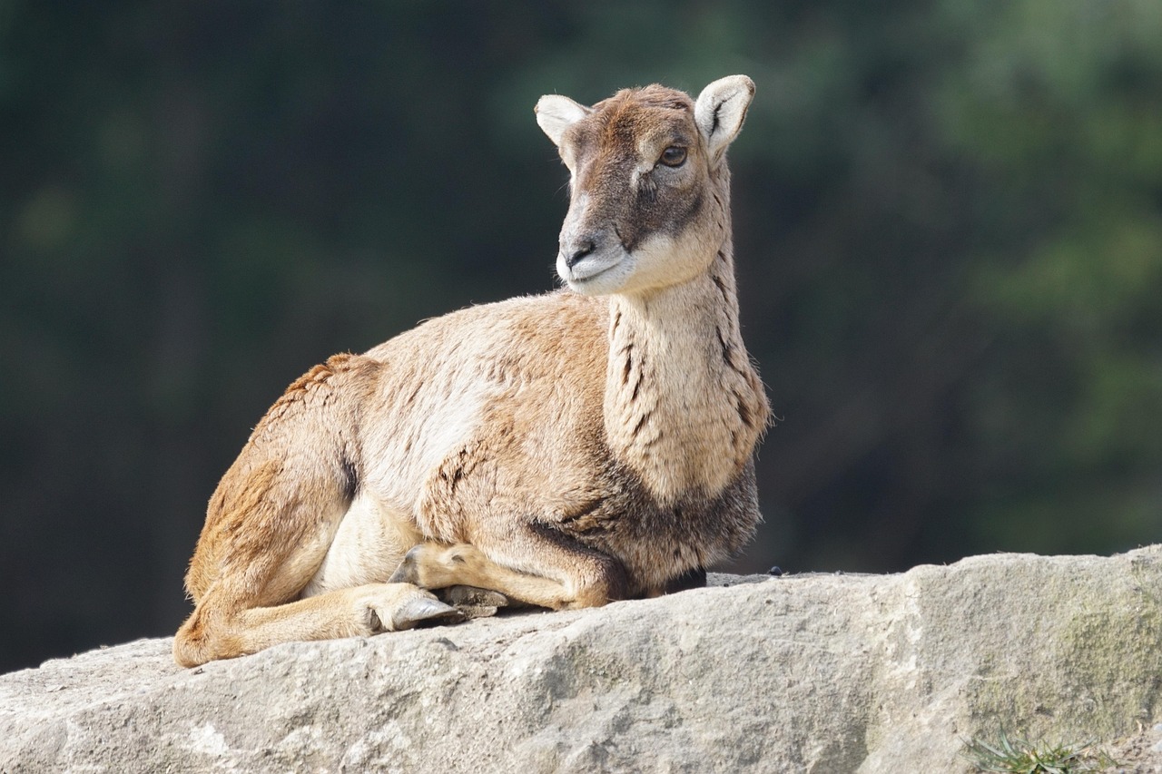découvrez tout sur les mouflons : leur habitat, leur mode de vie, leurs caractéristiques et conseils pour les observer dans la nature. informations utiles pour passionnés de faune sauvage.