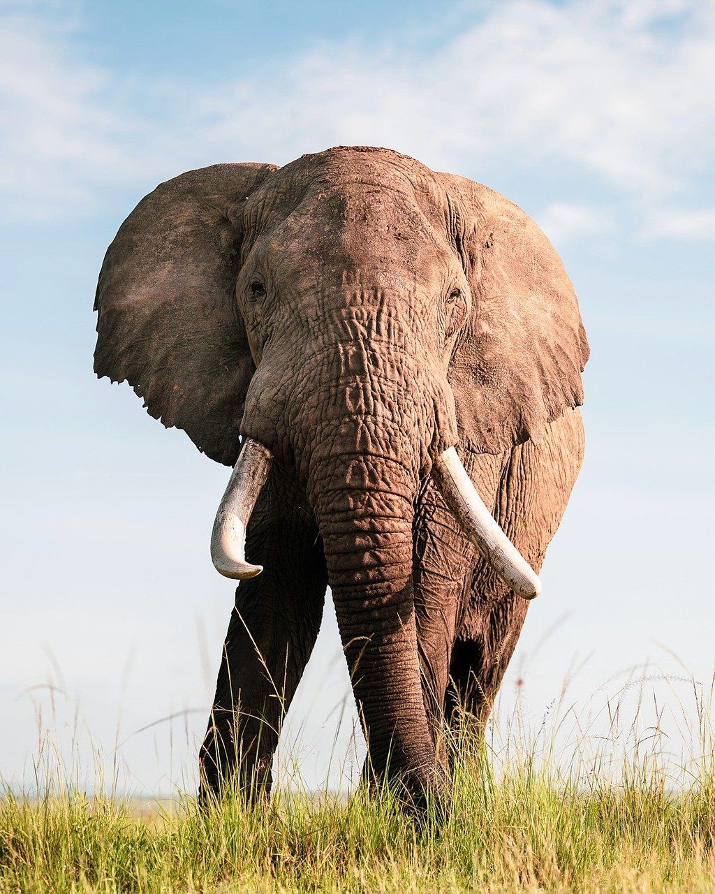 découvrez les coûts des safaris en afrique en 2025 et planifiez votre aventure inoubliable en pleine nature sauvage avec notre guide complet des prix et conseils.