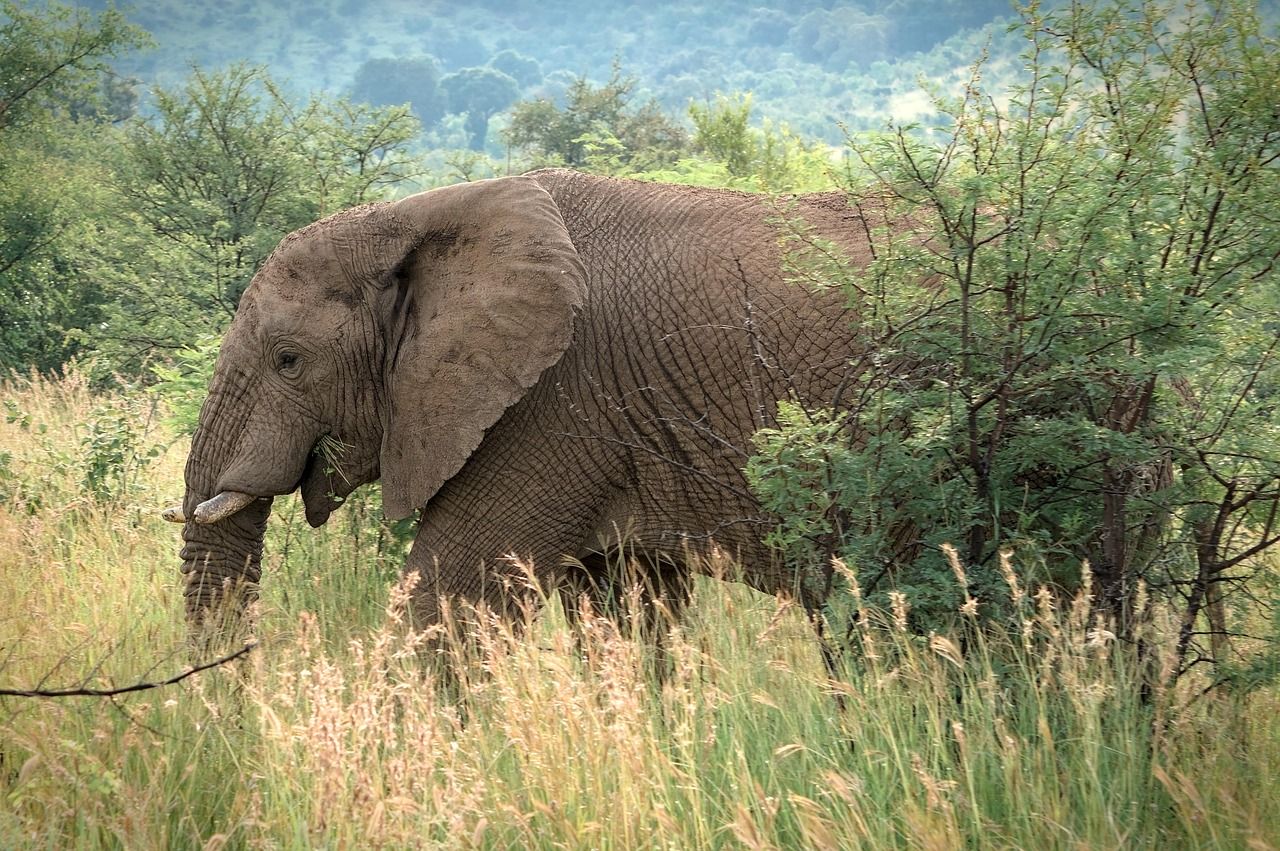découvrez les coûts des safaris en afrique pour 2025 et préparez votre aventure au meilleur prix avec nos conseils et estimations détaillées.