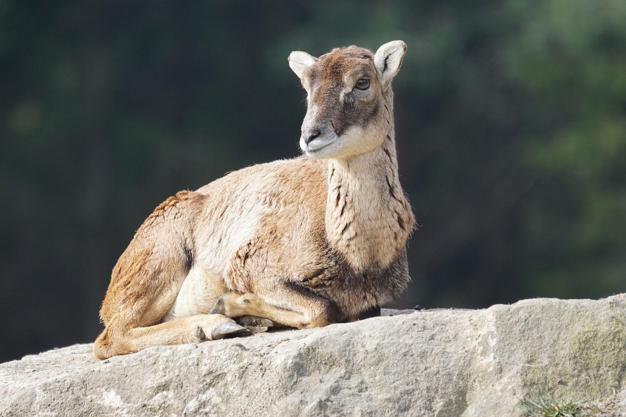 découvrez tout sur les mouflons : leur habitat, leur mode de vie, leurs caractéristiques et conseils pour les observer dans la nature. informations utiles pour passionnés de faune sauvage.