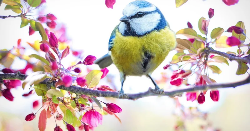 Quand venir : le calendrier des floraisons, et pourquoi ce n'est pas un détail