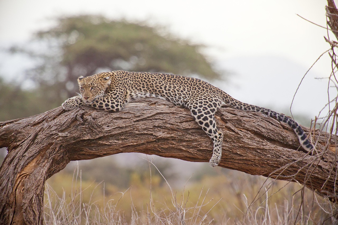 Combien coûte un safari en Afrique en 2025 ? Guide des prix et conseils