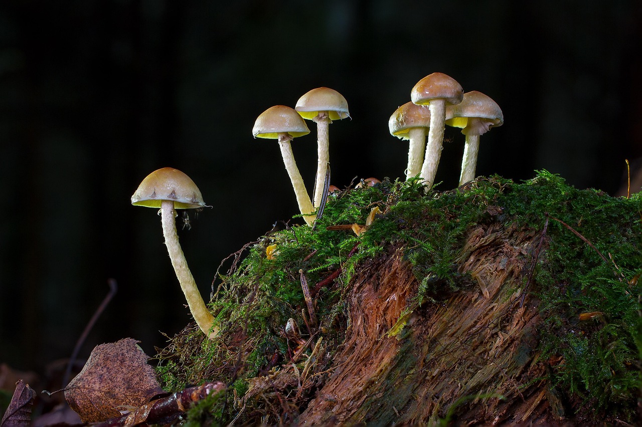 Où cueillir les champignons en automne ?