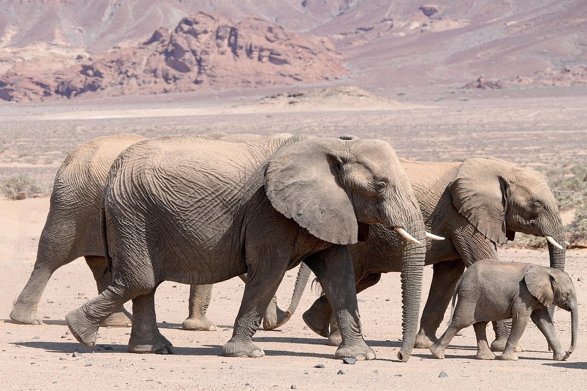 Vivre des aventures inoubliables en famille dans la nature sauvage