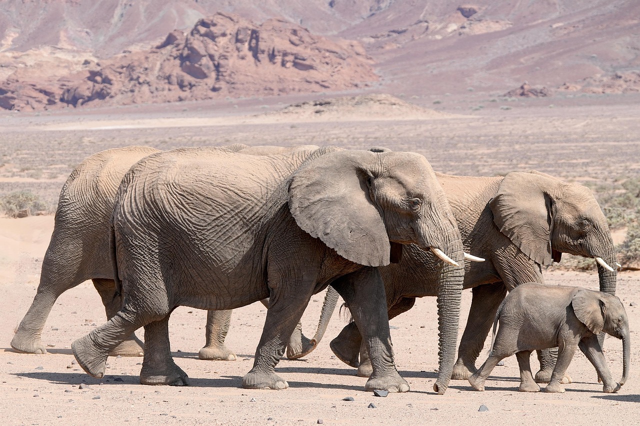 Vivre des aventures inoubliables en famille dans la nature sauvage