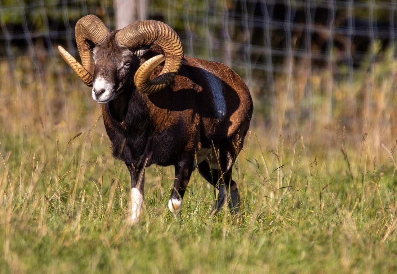 Où observer les mouflons dans le massif du Caroux-Espinouse ?
