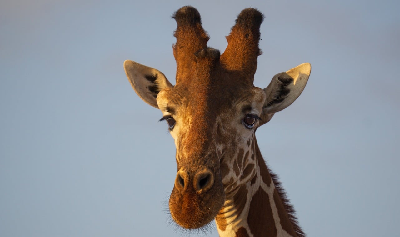 découvrez l'écotourisme : une façon responsable de voyager et de découvrir la nature tout en respectant l'environnement, en soutenant les communautés locales et en préservant les écosystèmes.