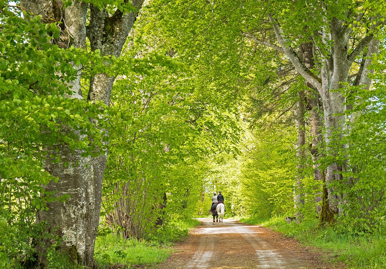découvrez les plus beaux sentiers équestres pour vos balades à cheval. profitez d'itinéraires adaptés aux cavaliers, au cœur de la nature et en toute sécurité.