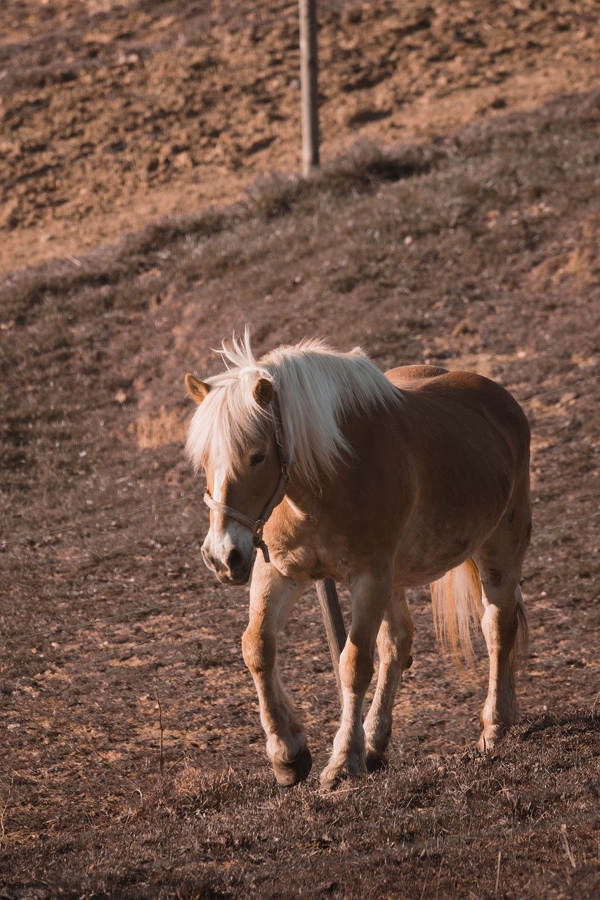 découvrez les plus belles pistes équestres pour vos balades à cheval. explorez nos itinéraires uniques au cœur de la nature, adaptés à tous les niveaux de cavaliers.