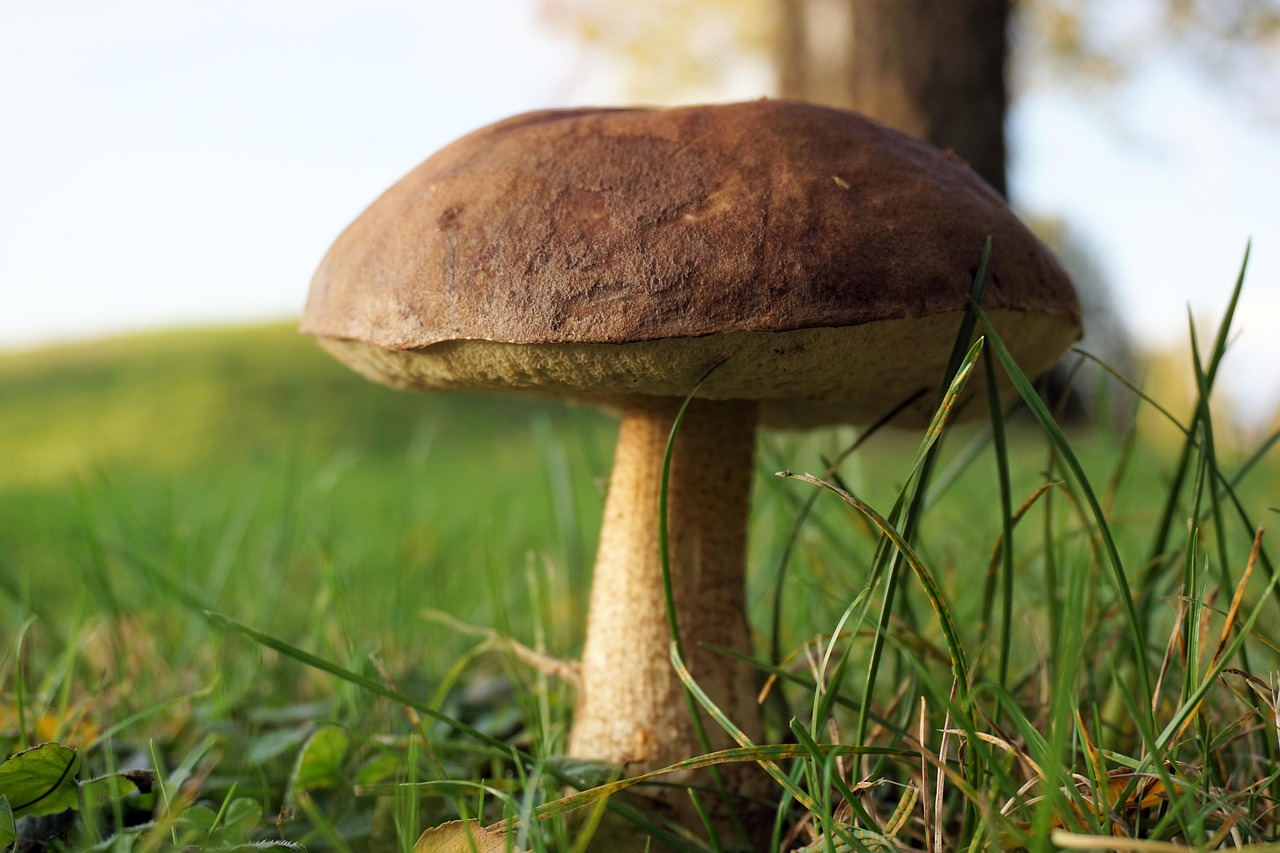 découvrez l'art de la cueillette des champignons : conseils, techniques et astuces pour récolter en toute sécurité vos champignons sauvages.