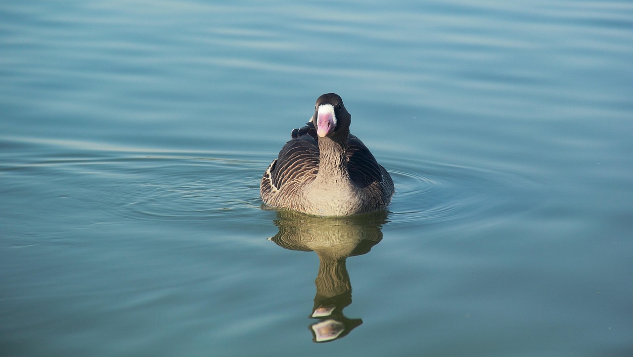 découvrez la baignade en rivière sauvage : une expérience nature unique pour les amateurs d'aventure et de paysages authentiques.