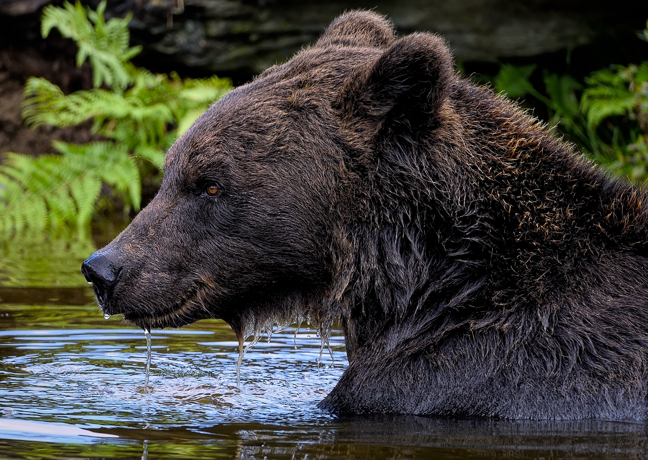 découvrez la baignade en rivière sauvage, une expérience naturelle et rafraîchissante au cœur de paysages préservés.