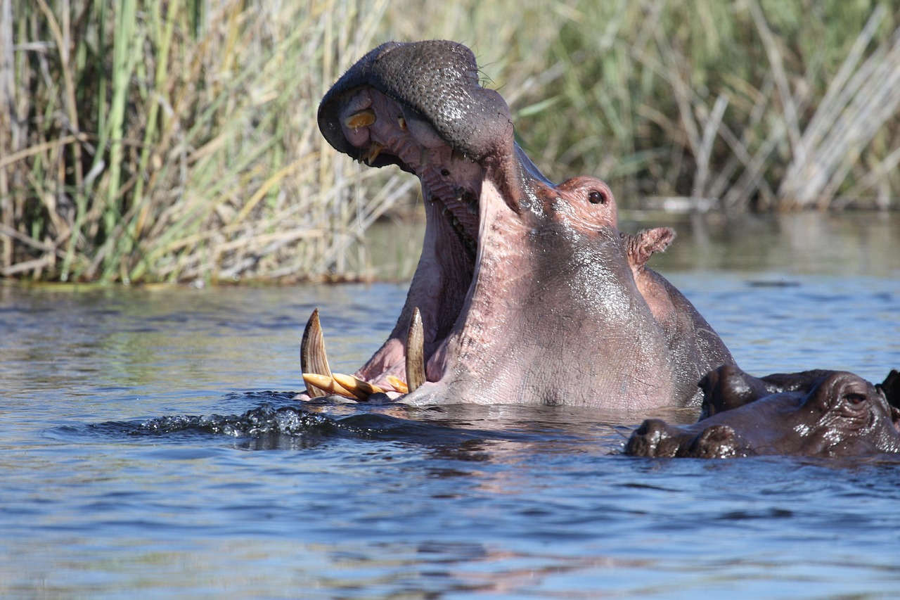 découvrez la natation en rivière sauvage : une expérience naturelle et revigorante au cœur des paysages préservés.